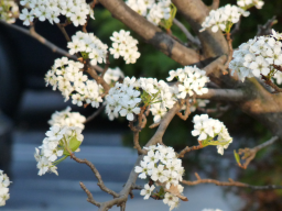 Fall Flowers_2